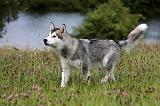 ALASKAN MALAMUTE 707